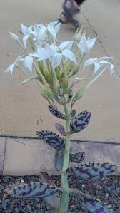 Image result for Kalanchoe marmorata