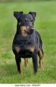 Jagdterrier