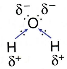 Water Molecules Are Polar In Nature Water Molecules Are Basically H 2o Molecules Which Have Bent Shapes A Water Molecule Chemistry Water Molecule Structure