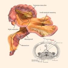 A New Organ Has Been Discovered Inside The Human Body Inside Human Body Human Body Organs Human Digestive System