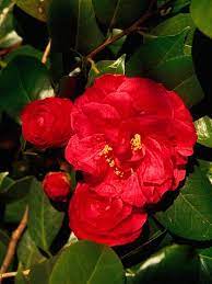Camellia Rose Like Flowers Flowers Camellia