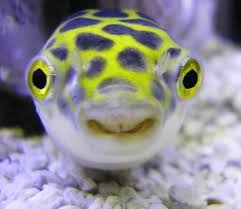 It is known from the lower reaches of the mekong. Tetraodon Alchetron The Free Social Encyclopedia