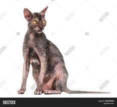 Перевод песни werewolf — рейтинг: Lykoi Cat Called Image Photo Free Trial Bigstock
