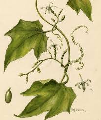 Image result for Cayaponia africana