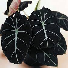 Tropischer Garten Des Elefantenohr Alocasia Reginula Schwarzen Samtes Alocasia Elefantenohr Garten Garten Pflanzen Tropische Garten Pflanzen Fur Zu Hause