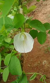 Kelopak bunga telang memiliki warna biru gelap, sementara bagian dasarnya berwarna putih atau kuning. Clitoria Ternatea Wikipedia