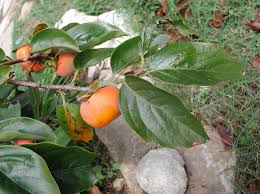 Image result for Ebenaceae