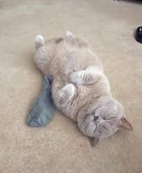 Aylin Adli Kullanicinin Cats Panosundaki Pin Sevimli Kediler Sevimli Kedi Yavrulari Yavru Kediler