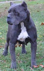 Maybe you would like to learn more about one of these? Reputable Cane Corso Breeder Top Cane Corso Females We Occasionally Have Cane Corso Puppies For Sale For Show Blue Cane Corso Puppies Cane Corso Cane Corso Dog