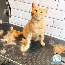 Here are the top rated dry cat foods for your pet. Best Pet Shops In Dubai Uae List Of Pet Shops Uae