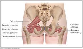 The true pelvis is divided into three regions known as the pelvic brim, the cavity and the outlet. Muscles Of The Pelvis
