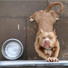 Pin By Taylorlyfe Digital Marketing On Staff Bully Breeds Dogs Pitbulls Pitbull Puppies