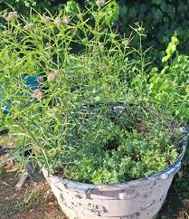 Image result for Riocreuxia