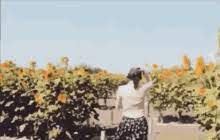 Bunga matahari gif / bunga matahari: Vlog Bunga Matahari Gif Bungamatahari Kebun Perkebunan Descubre Comparte Gifs