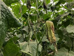 Image result for whitefly in cucumber