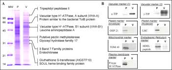 In plants, the vacuole is crucial for growth and development and has a variety of functions, including storage and transport, intracellular environmental stability. A Proteomics Dissection Of Arabidopsis Thaliana Vacuoles Isolated From Cell Culture Molecular Cellular Proteomics