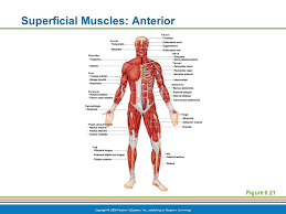Maybe you would like to learn more about one of these? The Muscular System Ppt Video Online Download