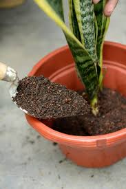 2 cara menanam lidah buaya. Video 2 Cara Pembiakan Lidah Mak Mertua Yang Paling Mudah Dan Menjadi Impiana