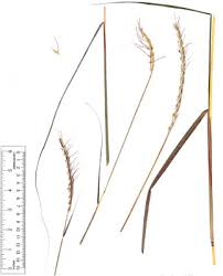 Image result for Sehima