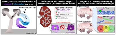 Hnf4a Mediated Regulation Of Proximal Tubule Progenitors In The Mouse Kidney Prelights Please update cartoon8.tv your bookmarks and. hnf4a mediated regulation of proximal