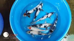 Ghim Tren Koi Fish From Viet Nam