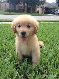 The first 10 or so days aren't too eventful…usually. 8 Week Old Golden Retriever Puppy Labradorpuppy8weeksold Labradorretriever Old Golden Retriever Golden Retriever Labrador Retriever