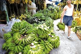 Pisang mas kirana itu buahnya terlalu kecil, tidak banyak di pasaran dan sulit laku, kasihan petani nantinya. Denpasar Datangkan Pisang Dari Jawa Bali Tribune