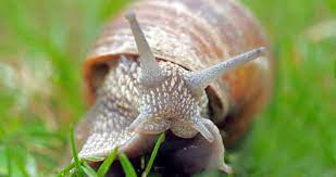 We did not find results for: Can Snails Repair Their Broken Shells