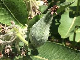 Image result for Kotschya speciosa