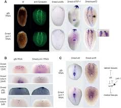 Maybe you would like to learn more about one of these? Jnk Signalling Is Necessary For A Wnt And Stem Cell Dependent Regeneration Programme Abstract Europe Pmc