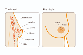 find out about fibroadenoma