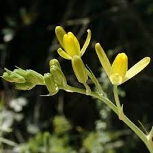 Image result for Albuca setosa