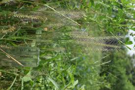 Image result for Perotis patens