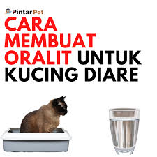 Tentu jika kucing menunjukan gejala seperti itu, jangan di anggap sepele dan harus cepat di atasi. 4zzamzhwjuahsm