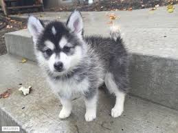 We did not find results for: Pomeranian Husky Dog Baby Novocom Top
