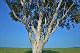 Cedar, pine, maple, redgum red gum, wattle are just a few of the wood used for. Blue Gum Firewood How Well Does It Burn