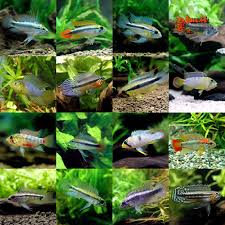 アピストグラマの世界 | AQUALASSIC