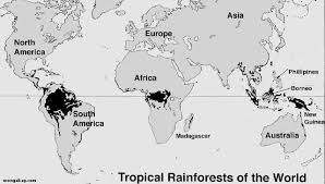 Tropical rainforest biomes are found in locations throughout the world in a band around the equator known as the tropics. Tropical Rainforests Exist In 4 Separate Regions Worldwide Tropical Rainforest Rainforest Rainforest Habitat