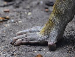 Mandrill Hands Google Search Mandrill Animal Design Animals