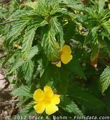 Image result for Turneraceae
