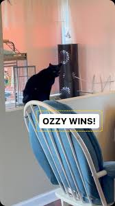 #brothers #knockout #blackcats