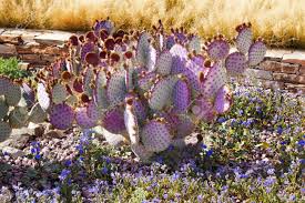 Arizona yellow bells (tecoma stans): Purple Cactus Blue Flowers Desert Botanical Garden Papago Park Sonoran Desert Phoenix Arizona Stock Photo Picture And Royalty Free Image Image 10293412