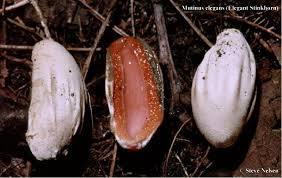 Image result for Mutinus elegans