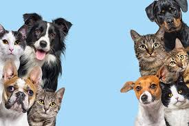 Claves para mejorar la convivencia entre perros y gatos | Argos