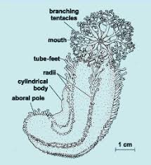 Echinodermata The Nervous System