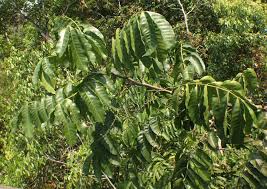 Image result for Polystachya melanantha