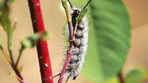 4.3 out of 5 stars 36. 8 Of The Cutest Toxic Caterpillars