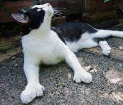 Polydactyl Cats Hemingway S Favorite Felines With Extra Toes