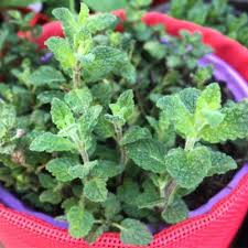 Huile essentielle de menthe poivr?e vigoureux rampant lolium vari?t? Zoom Sur La Menthe Fraise Jane Nantes