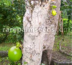 We did not find results for: Crescentia Cujete Calabash Tree Buy Seeds At Rarepalmseeds Com